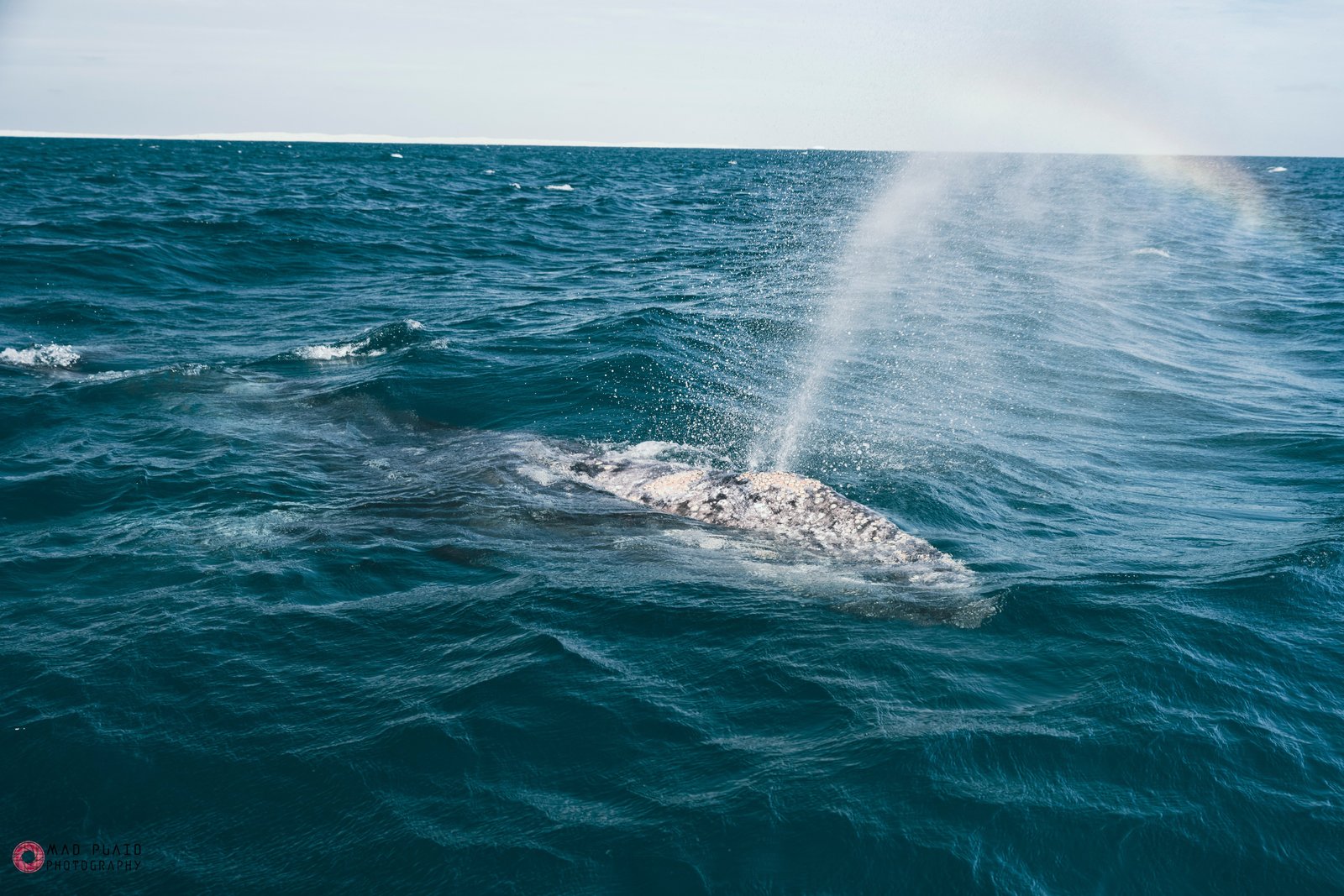 A grey whale spraying us while we watched from our small boat. While driving south the Cabo I stopped off at several places this was located at Guerrero Negro on the western/Pacific side, it was named after a Pirate with a black ship that turned it into a major port city. Later/today it is one of the largest industrial salt mines/producers in the world.#bajamexico #bajacaliforniasur #whalewatching
